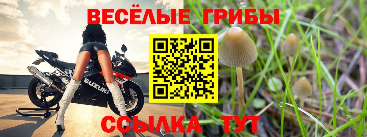 Галлюциногенные грибы Psilocybine cubensis Каменск-Шахтинский